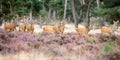 Female red deer in mating season