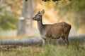 Female red deer standing in an old forest in Denmark. Beautiful light in the background