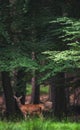Female red deer in summer deciduous forest. Royalty Free Stock Photo