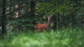 Female red deer in summer forest. Royalty Free Stock Photo