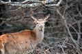 Female red deern the wild Royalty Free Stock Photo