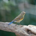 Female Red-flanked Bluetail