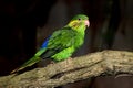 FEMALE RED-FLANKED LORIKEET charmosyna placentis ON A BRANCH Royalty Free Stock Photo
