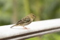 Female red fody Foudiamadagascariensis, Seychelles and Madagascar bird. Royalty Free Stock Photo