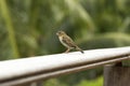 Female red fody Foudiamadagascariensis, Seychelles and Madagascar bird. Royalty Free Stock Photo