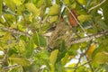 Female red fody making nest, Seychelles and Madagascar bird Royalty Free Stock Photo