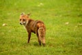 Female Red Fox