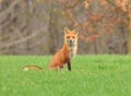 Female Red Fox or Vixen in nature