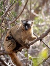 THe Female Red-fronted Brown Lemur, Eulemur rufifrons, Southern, with a small cub on her belly. Reserve Kirindi, Madagascar Royalty Free Stock Photo