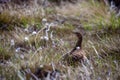 Female Red Grouse lagopus lagopus scotica Royalty Free Stock Photo