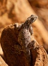 Female Red-headed Agama Royalty Free Stock Photo