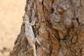 Female Red-headed Rock Agama in Kenya Royalty Free Stock Photo