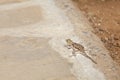 Female Red-headed Rock Agama in Kenya Royalty Free Stock Photo