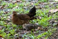 Female red junglefowl, Gallus gallus, with a chick Royalty Free Stock Photo