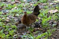 Female red junglefowl, Gallus gallus, with a chick Royalty Free Stock Photo