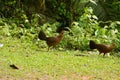 Female Red junglefowl (Gallus gallus) Royalty Free Stock Photo