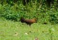 Female Red junglefowl (Gallus gallus)