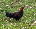 Female Red junglefowl, gallus gallus, on the Big Island, Hawaii.