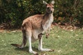 Female red kangaroo standing on grass with kangaroo baby joey in pouch, Australia Royalty Free Stock Photo