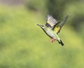 Female Red-legged honeycreeper in flight Royalty Free Stock Photo