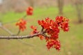 Female Red Maple Tree Flowers Blossoms Blooming in Spring Acer Rubrum Royalty Free Stock Photo