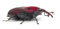 Female Red palm weevil, Rhynchophorus Royalty Free Stock Photo