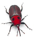 Female Red palm weevil, Rhynchophorus Royalty Free Stock Photo