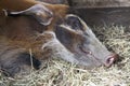 Female Red River Hog asleep Royalty Free Stock Photo