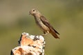 Female red rock grouse on the mountain Royalty Free Stock Photo