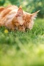 Female red solid maine coon cat lying on green grass and eating the grass. Beautiful brushes on ears. Closeup Royalty Free Stock Photo