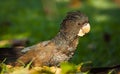 Female red-tailed cockatoo