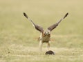 Female Red-tailed hawk with squirrel