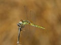 Red-veined Darter dragonfly - Sympetrum fonscolombii perching on a twig, Portugal.