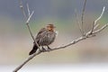 Female Red-wing Blackbird on a Branch