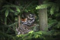 The female Red Wing sits on the edge of the nest