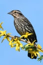 Female Red-winged Blackbird Royalty Free Stock Photo