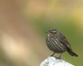 Female Red-winged blackbird Royalty Free Stock Photo