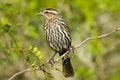 Female Red-winged Blackbird