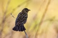 A female red-winged blackbird, Agelaius phoeniceus, perched on a cattail in an Indiana wetland