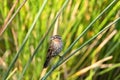 Female red winged blackbird Agelaius phoeniceus in the reeds