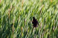 A female Red-winged Blackbird atop a cattail shows his epaulets Royalty Free Stock Photo