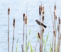 Female Red-winged Blackbird in the cattails by the water