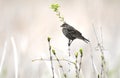 Female Red-winged Blackbird at Exner Marsh Nature Preserve, Illinois USA Royalty Free Stock Photo