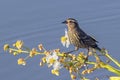 Female Red-Winged Blackbird On A Grass Stem