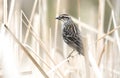 Female Red Winged Blackbird at Veterans Acres Park in Crystal Lake Illinois Royalty Free Stock Photo