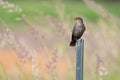 Female red-winged blackbird on fencepost in Whitby, Ontario Royalty Free Stock Photo