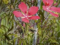 Female Redwinged Blackbird Under the Wild Hibiscus