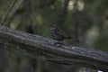 A female Red-winged Blackbird perched on a fence rail