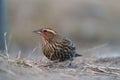 Female red-winged blackbird resting