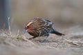 Female red-winged blackbird resting